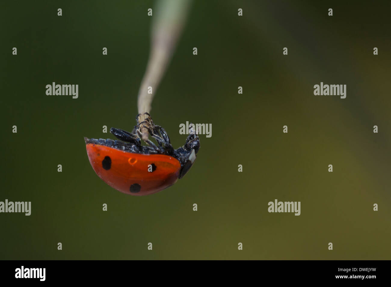 Ladybird walking and hanging Stock Photo - Alamy