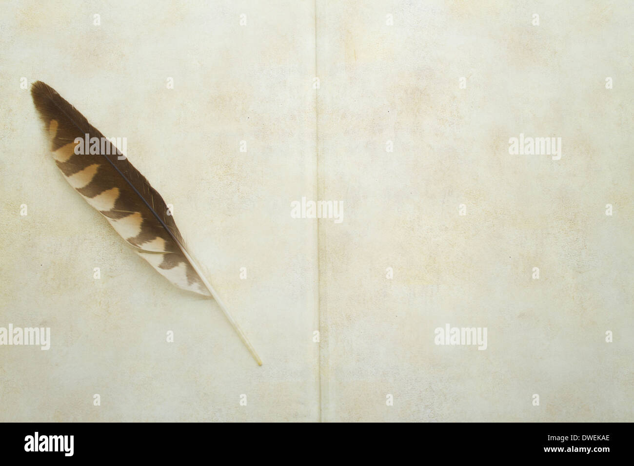 Hawk feather hi-res stock photography and images - Alamy