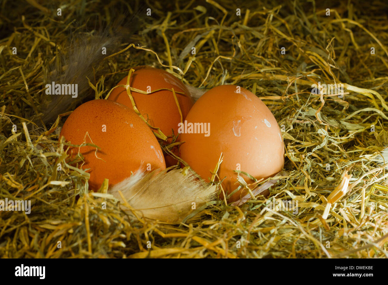 Three farm eggs on hay background Stock Photo