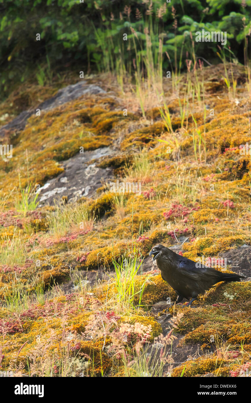 A raven stands on a moss covered rock bluff. Stock Photo