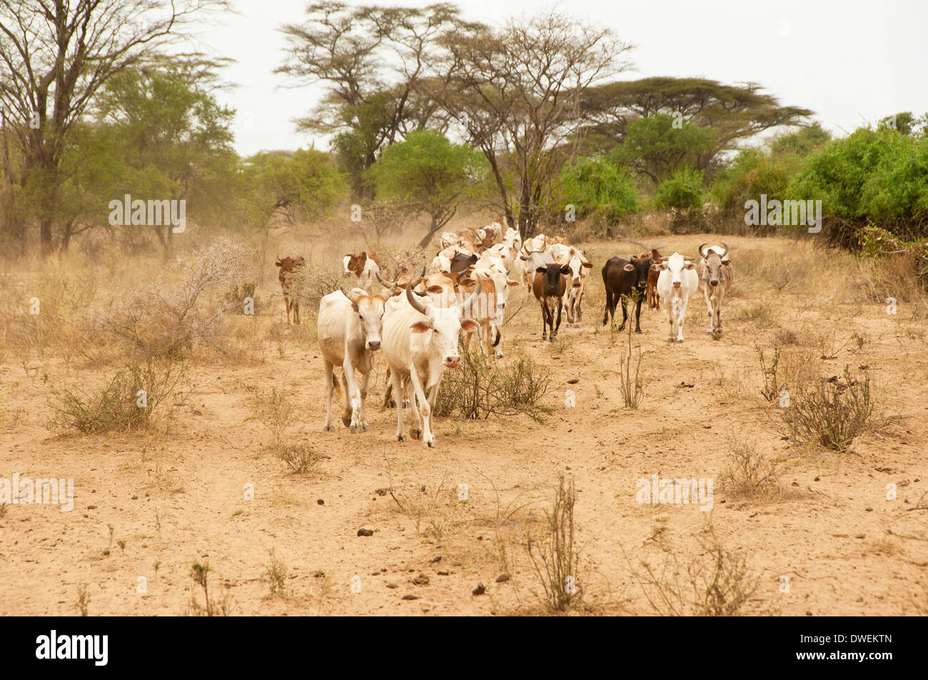 Cattle herd Stock Photo