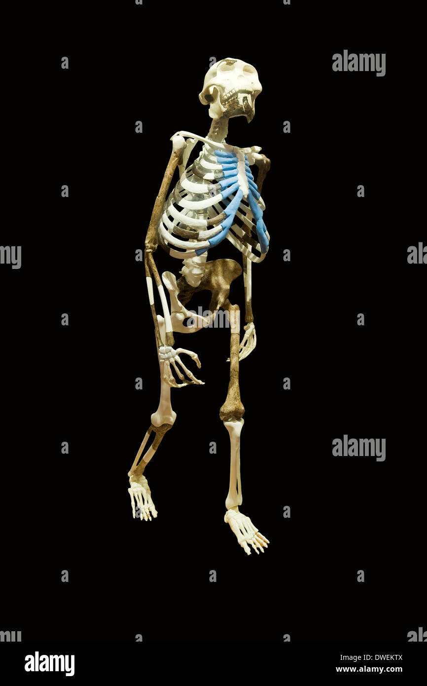 Skeleton Dinknesh Stock Photo