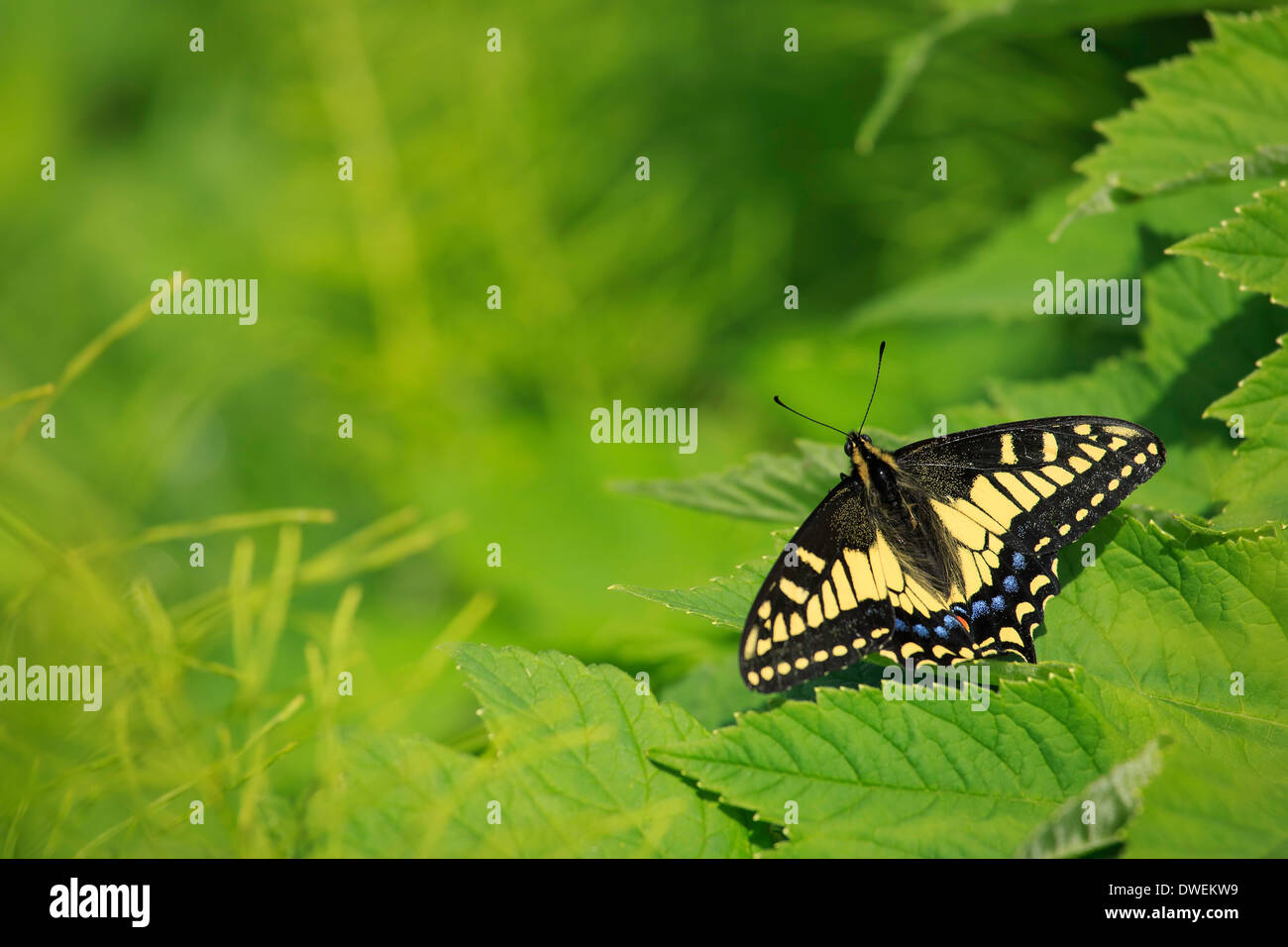 A Western Tiger Swallowtail Butterfly rests on a leaf. Stock Photo