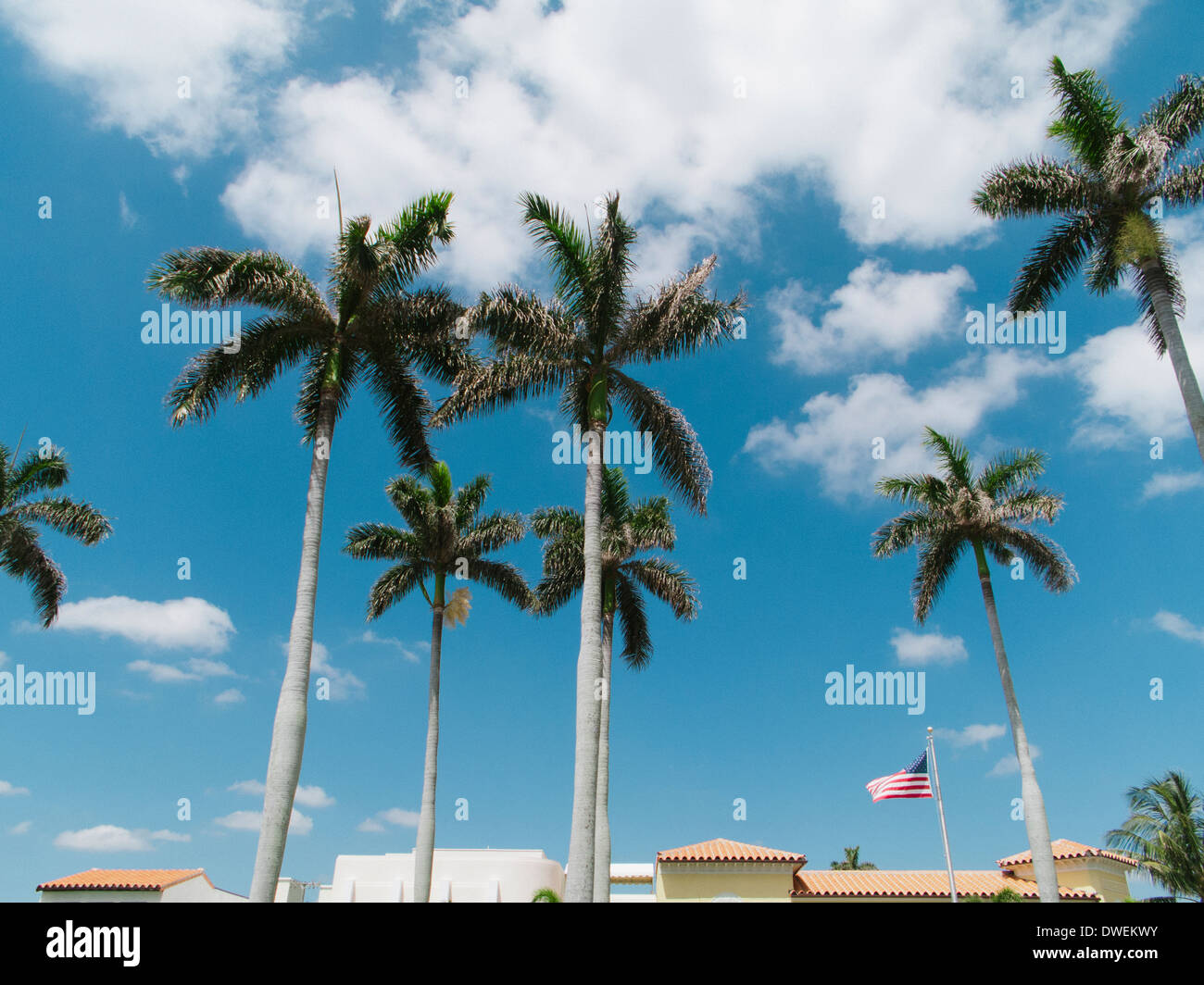 Palm trees and rooftops. Palm Beach, FL. USA Stock Photo