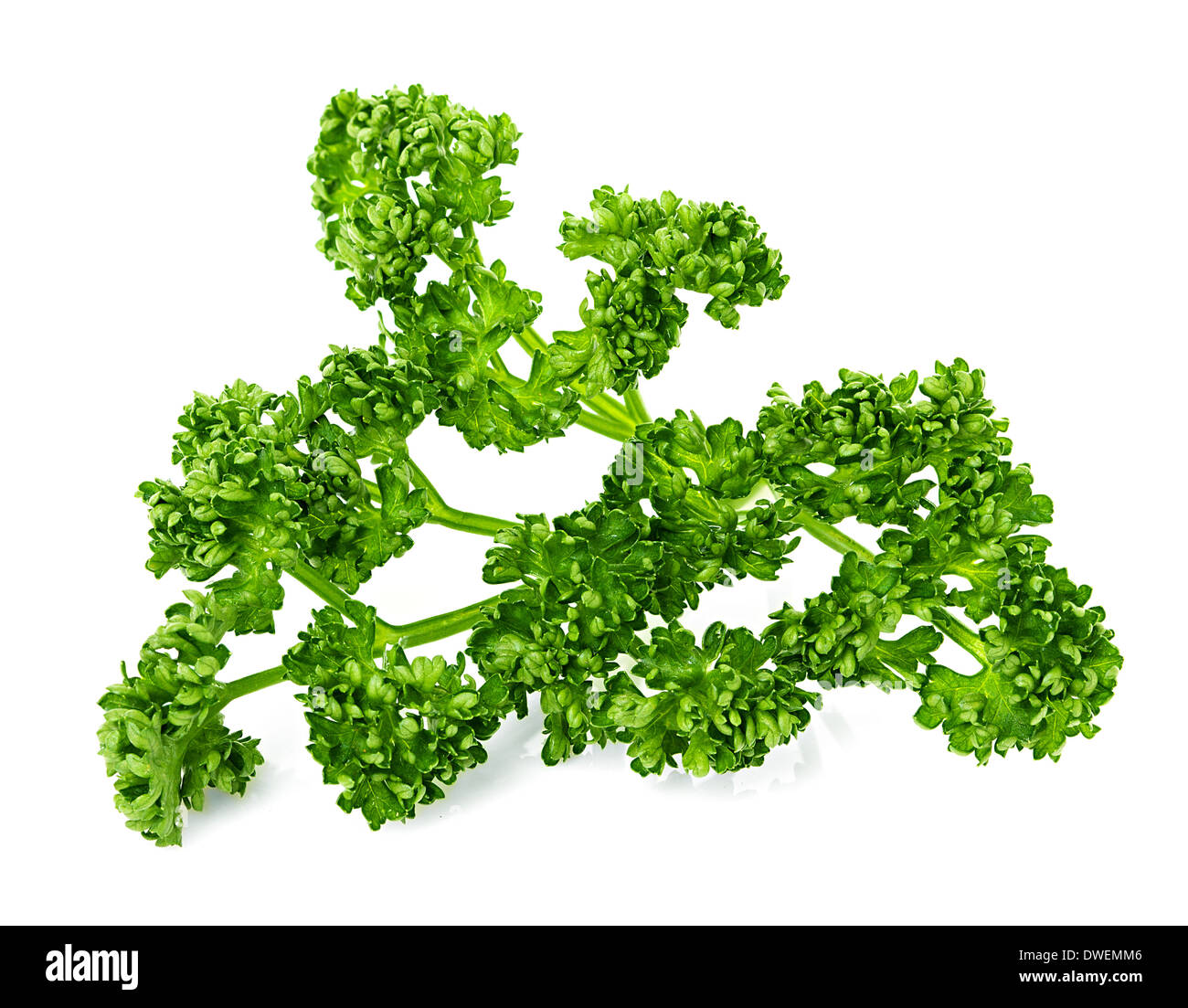 green curly parsley isolated Stock Photo Alamy
