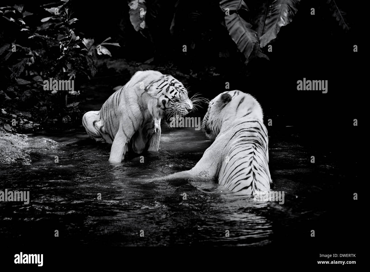 White Tiger Stock Photo