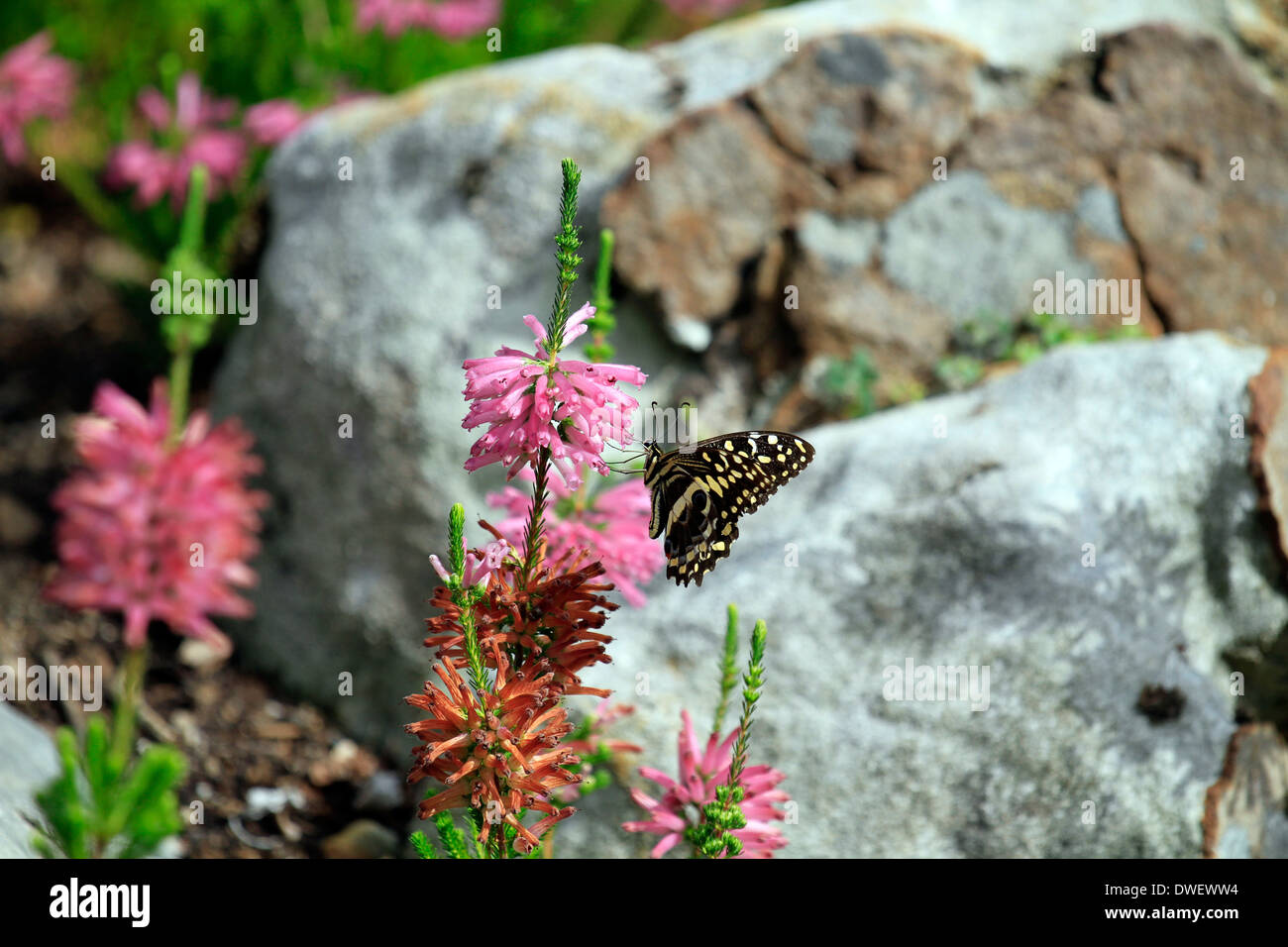Erica verticillata  with'Citrus Swallowtail'butterfly on it  in Kirstenbosch Botanical Gardens, Cape Town, South Africa. Stock Photo