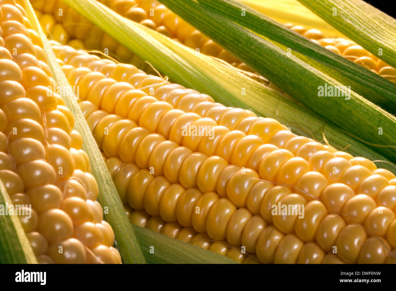 Corn on the cob Stock Photo