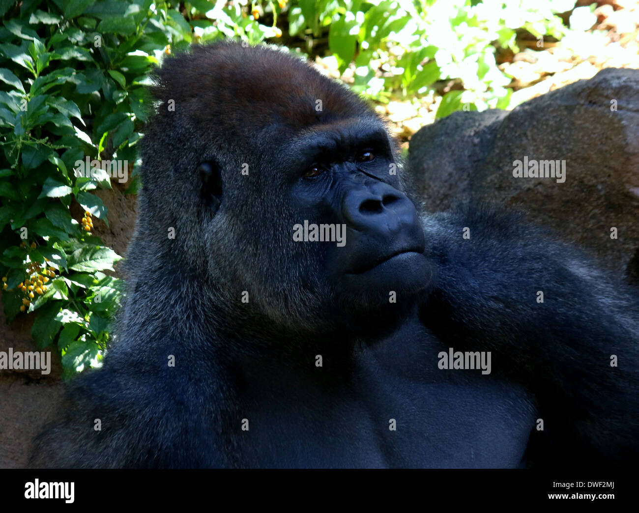 Male silverback Western Gorilla in Lorp Parque zoo, Tenerife, close-up Stock Photo