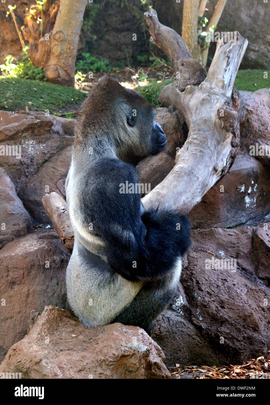 Male silverback Western Gorilla in Lorp Parque zoo, Tenerife, close-up Stock Photo