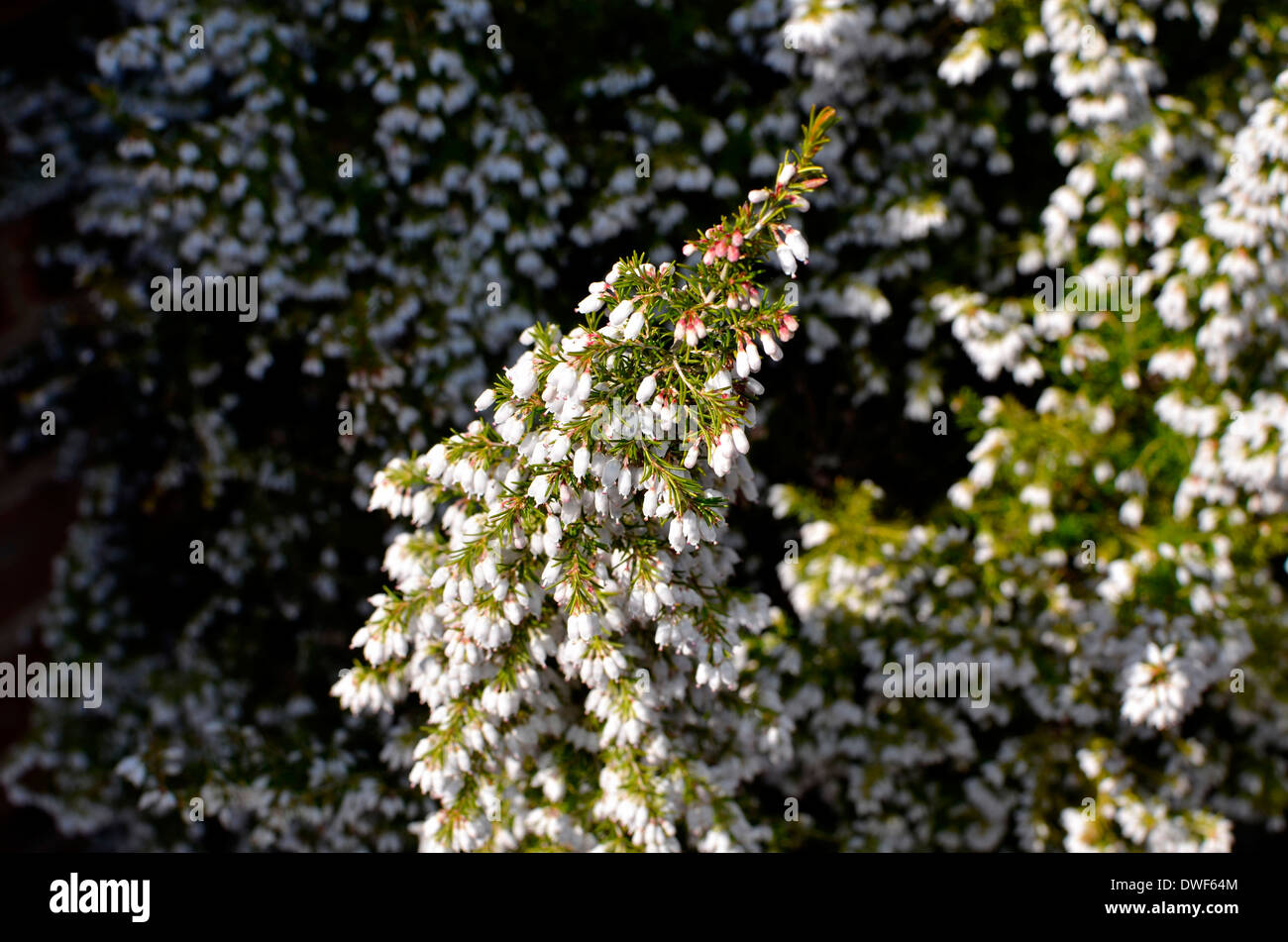 Scottish sunshine hires stock photography and images Alamy