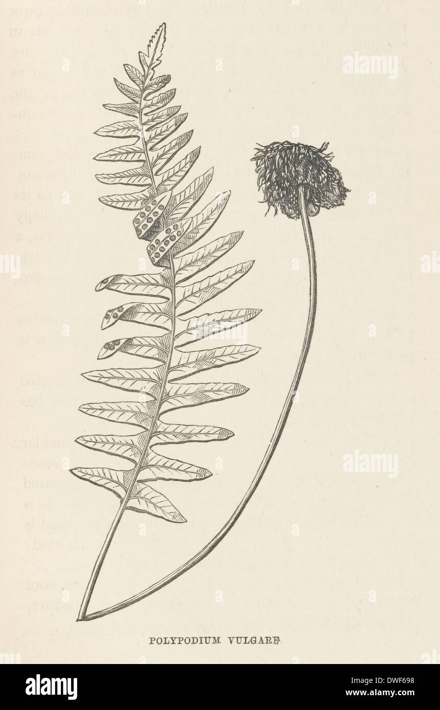 Polypodium vulgare, black and white illustration from 'The Fern Garden', by Shirley Hibberd, 1869. Stock Photo