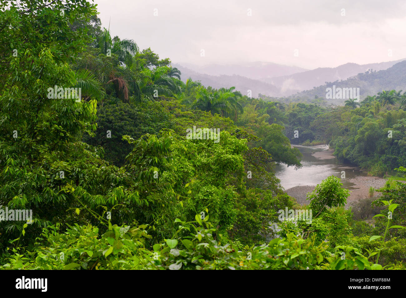 Tropical rainforest, Baracoa Stock Photo