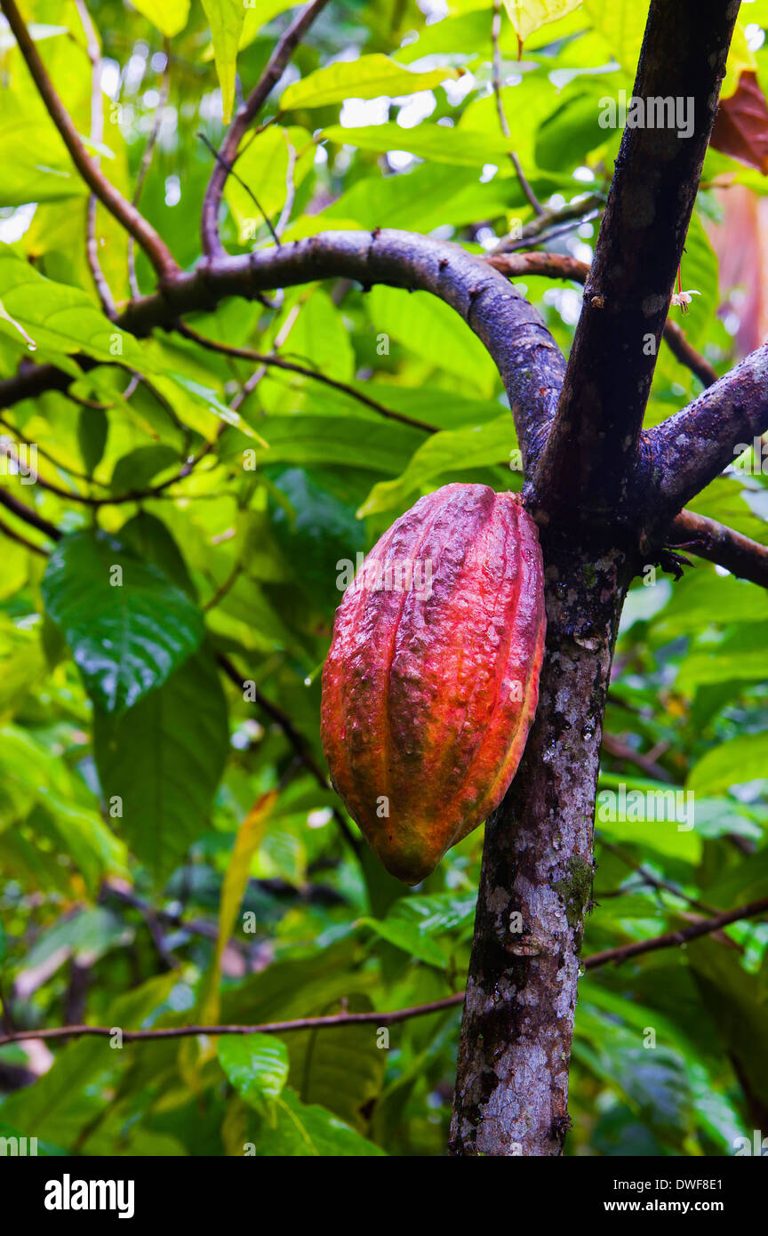 Cocoa fruit Stock Photo Alamy