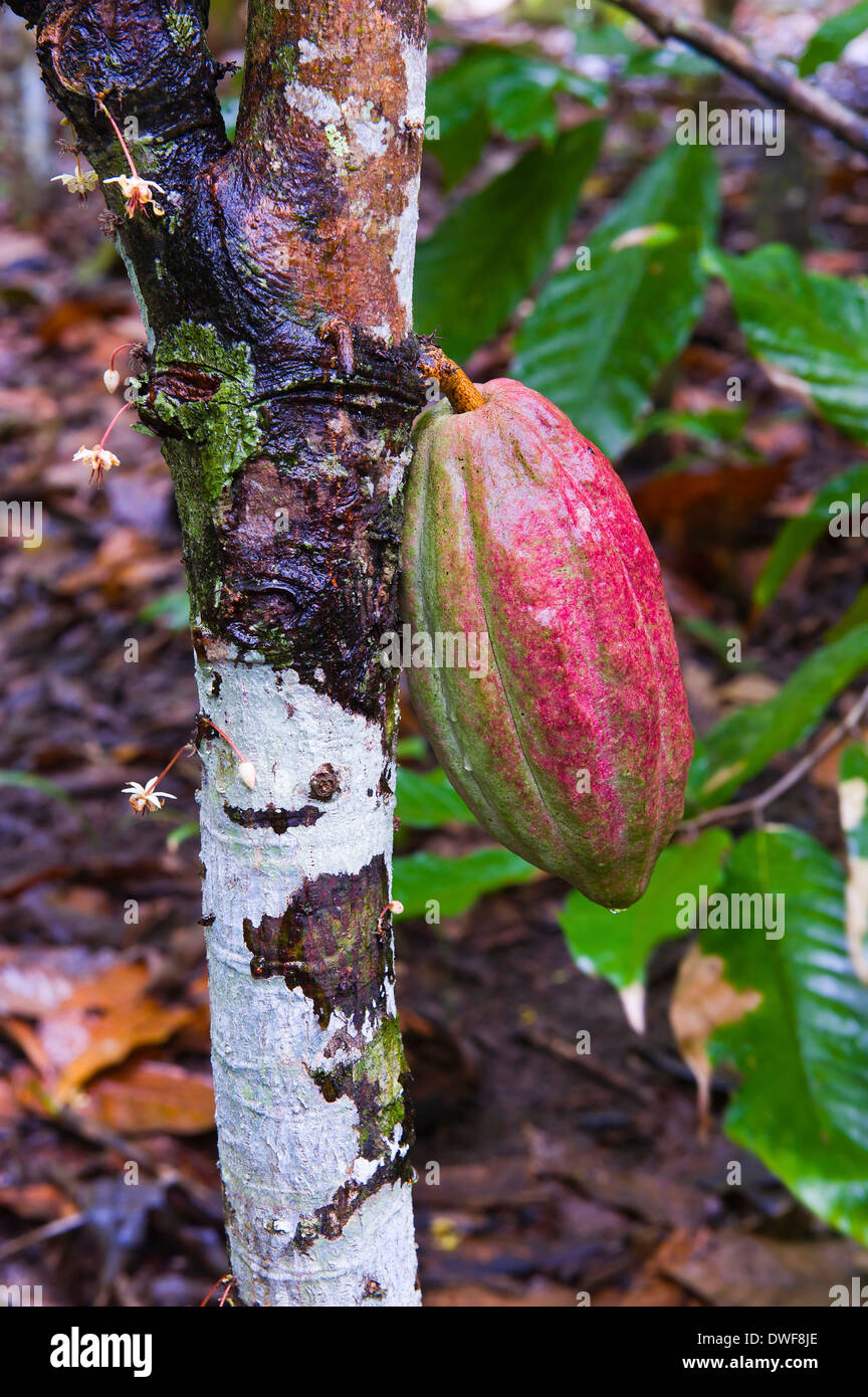 Cocoa fruit Stock Photo Alamy