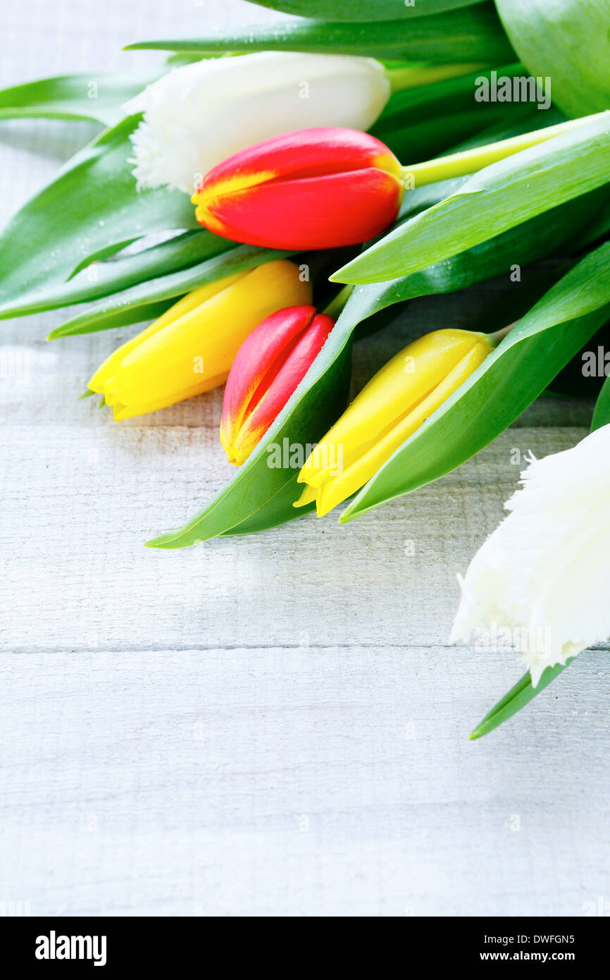 armful of tulips on wooden background, spring flowers Stock Photo