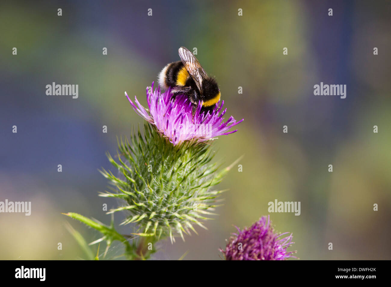 Buff tailed Bumble Bee on a Spear Thistle , UK. July Stock Photo