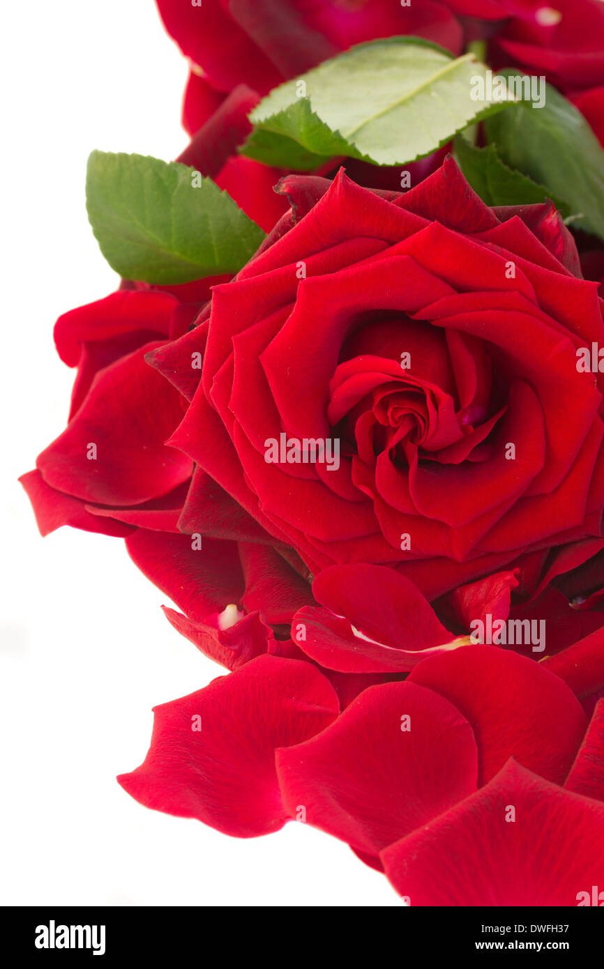 fresh red rose with petals border Stock Photo - Alamy