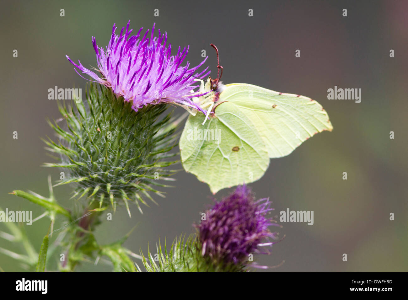 Brimstone Butterfly (gonepteryx rhamni) in the UK. July Stock Photo