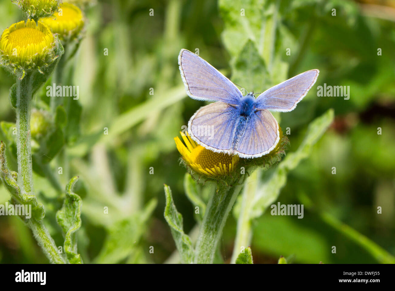 Common Blue Butterfly on Common Fleabane, UK. August Stock Photo