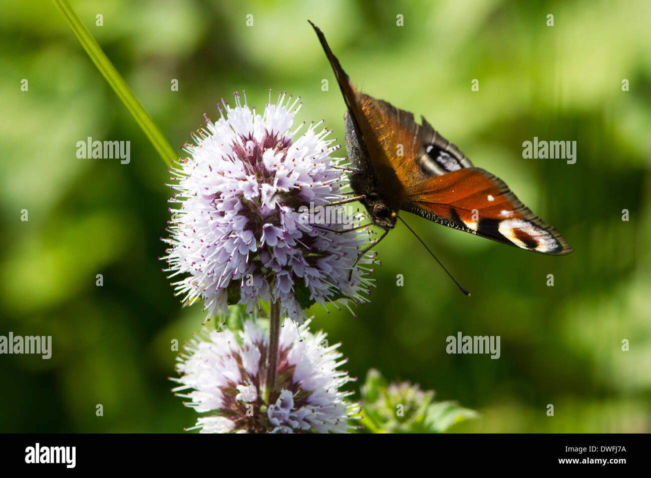European Peacock Butterfly in the UK (Inachis io) August Stock Photo