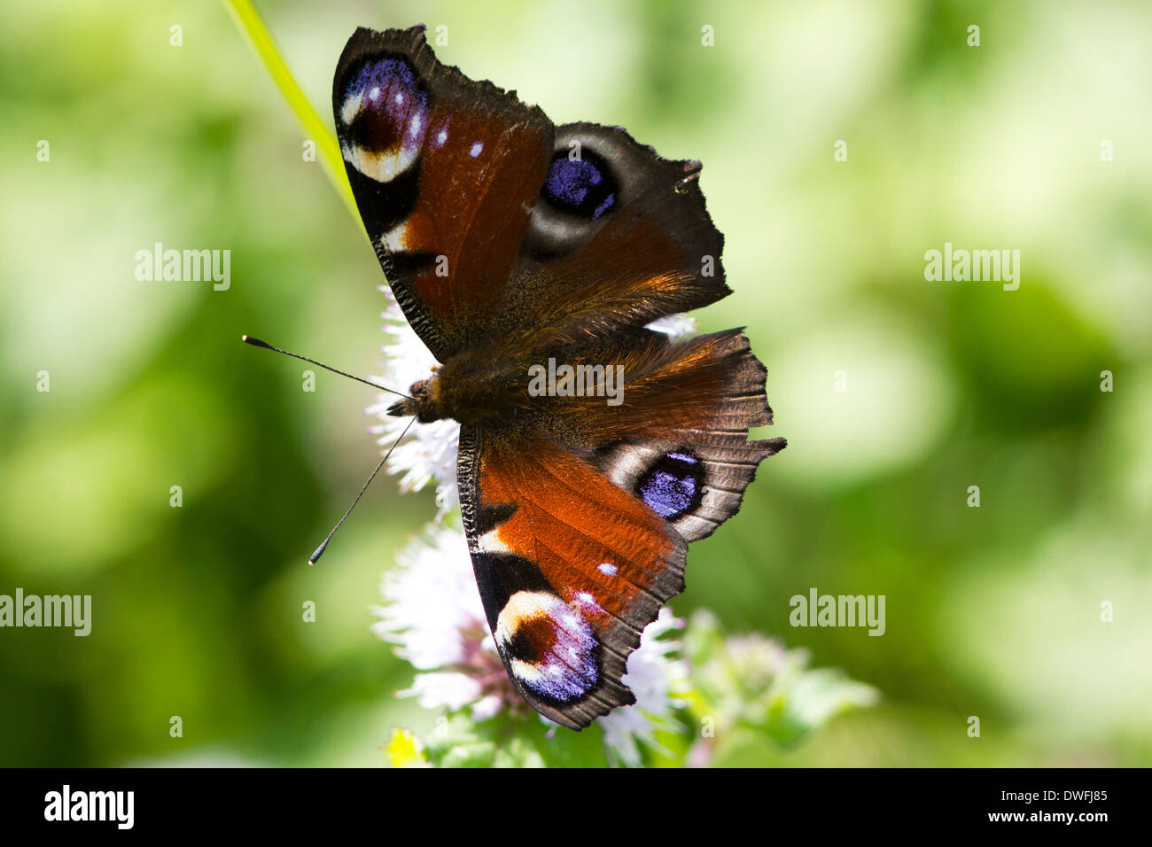 European Peacock Butterfly in the UK (Inachis io) August Stock Photo