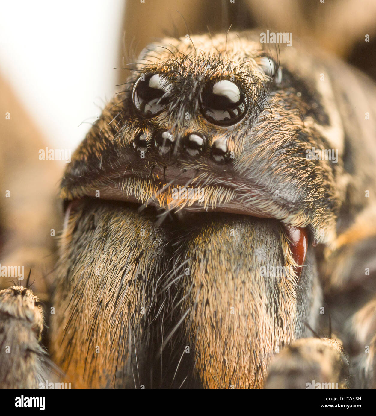 an extreme closeup of a wolf spider Stock Photo
