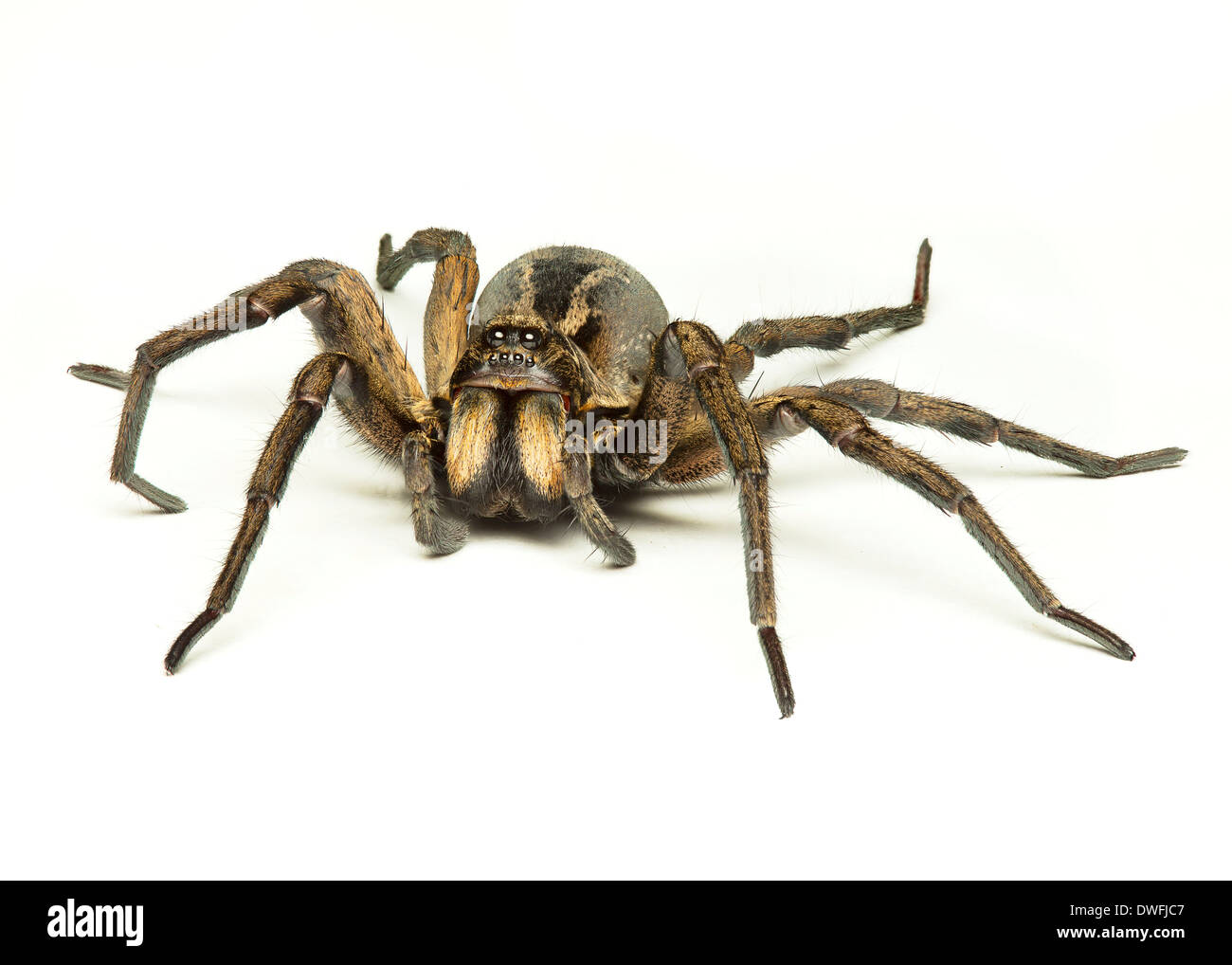 a wolf spider isolated on a white background Stock Photo