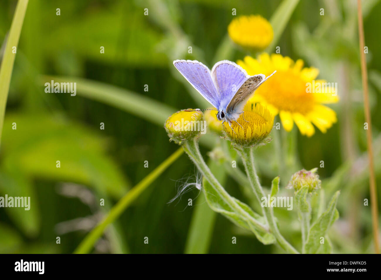Common Blue Butterfly on Common Fleabane, UK. August Stock Photo