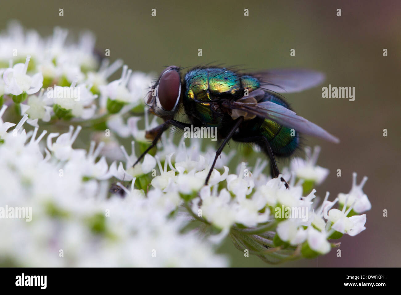 Greenbottle Fly in the UK. Early Autumn Stock Photo