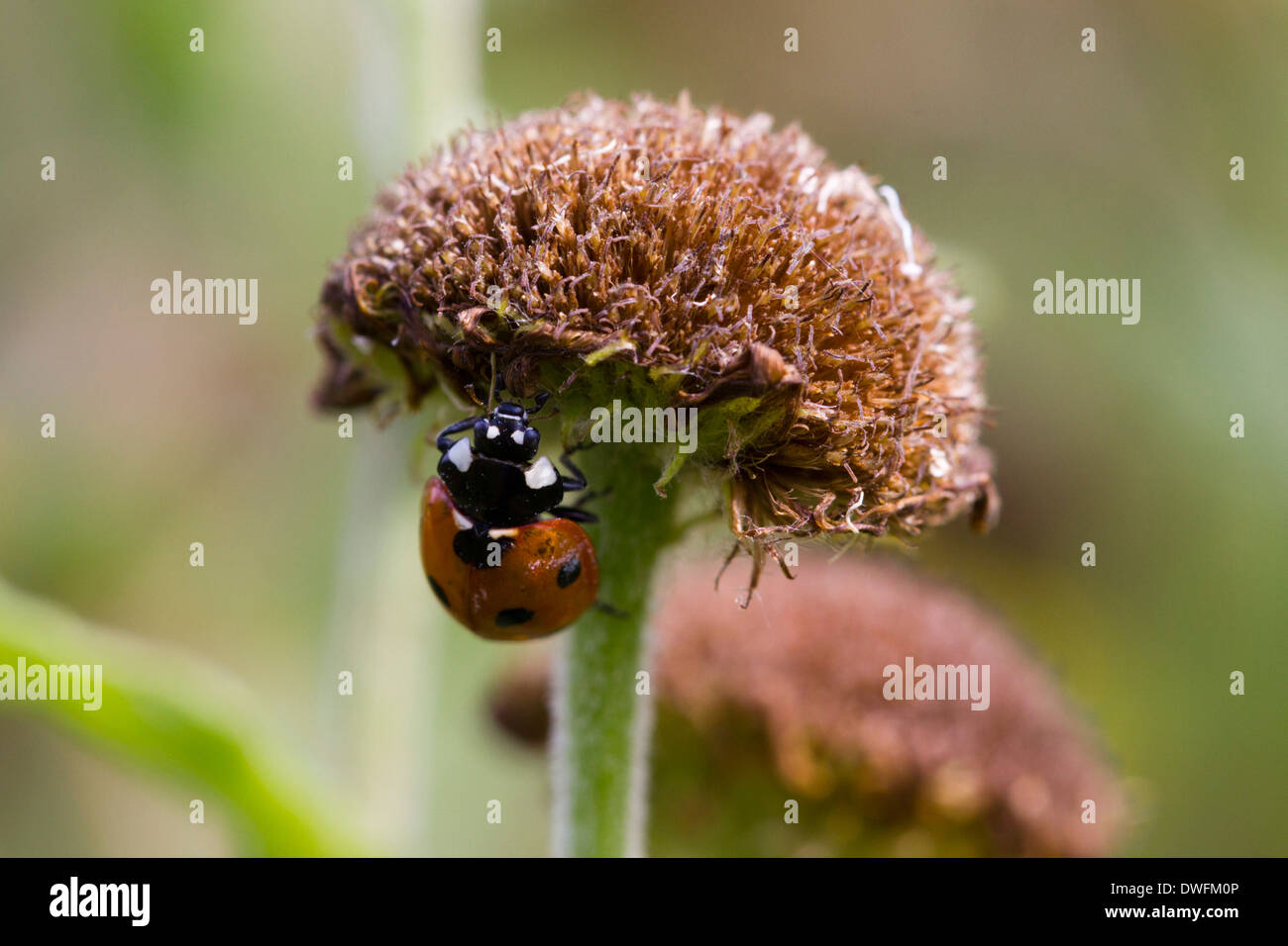 Seven-Spotted Ladybird on Common Fleabane, UK. September Stock Photo