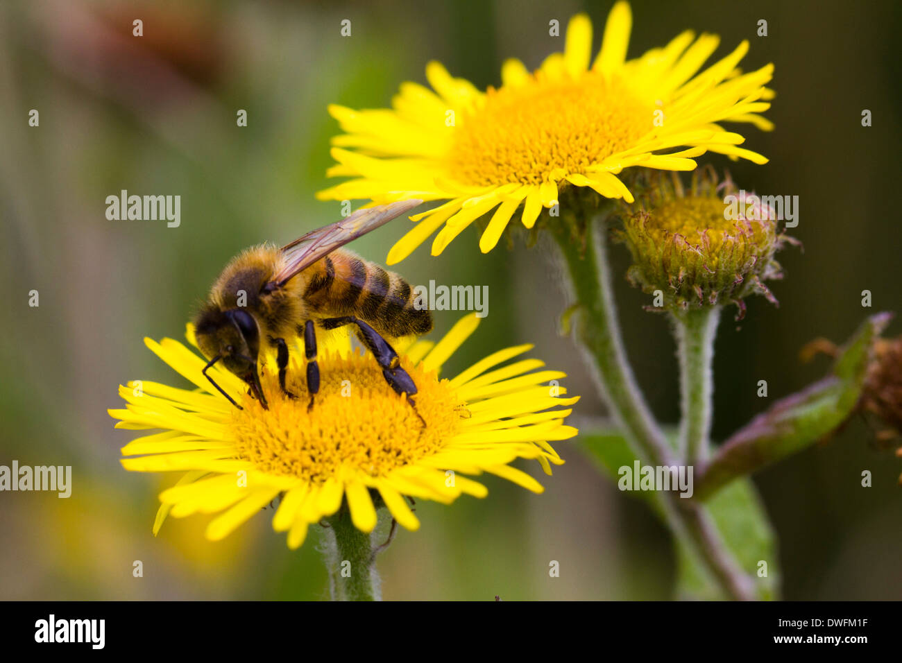 Western Honey Bee on Common Fleabane, UK. September Stock Photo
