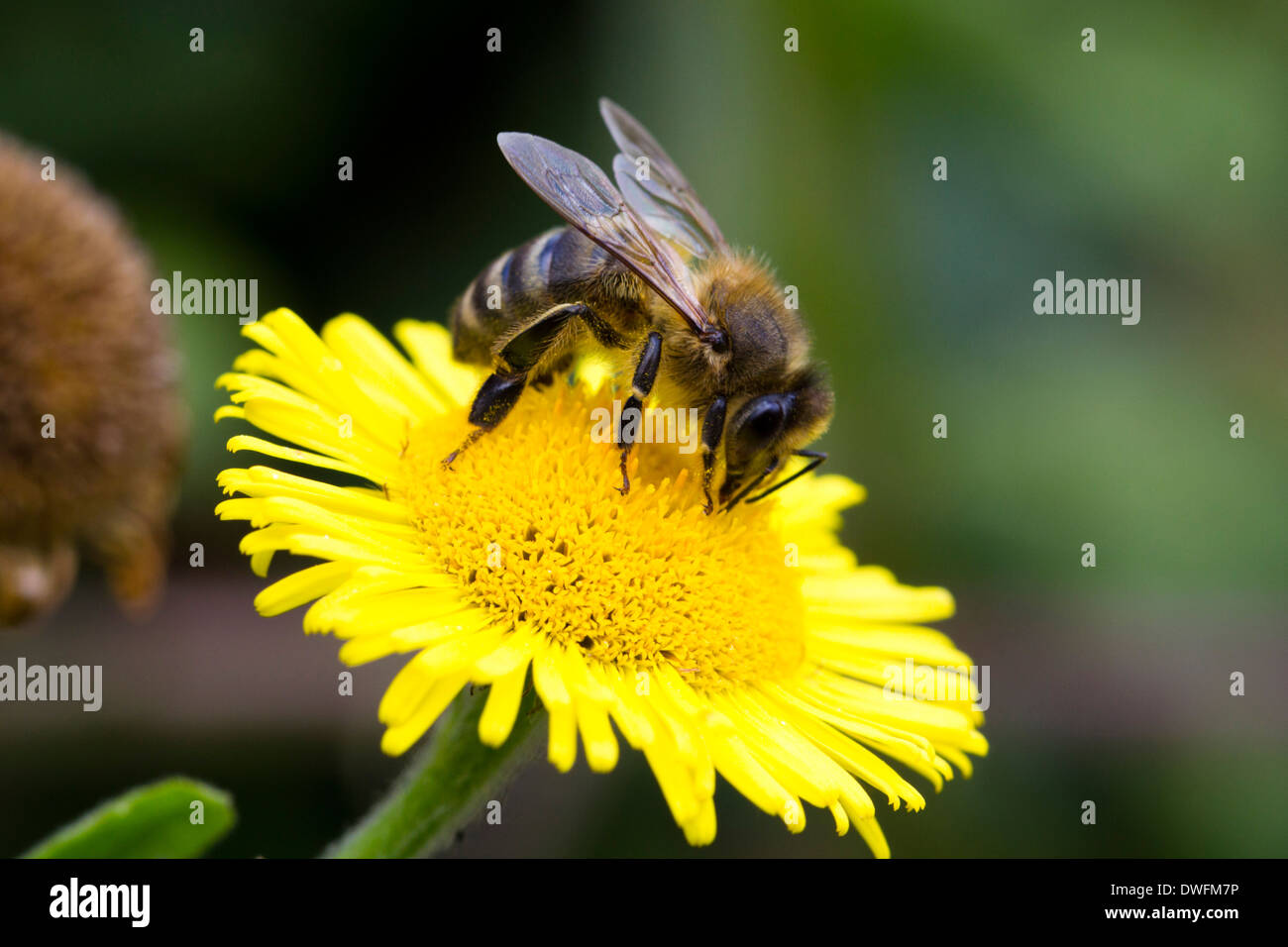 Western Honey Bee on Common Fleabane, UK. September Stock Photo
