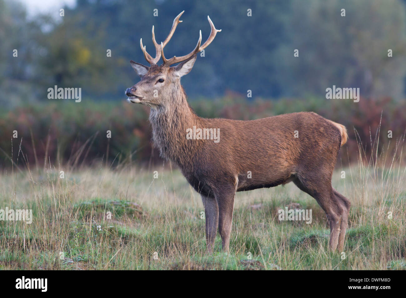 Red Deer during the rut, Richmond Park. October Stock Photo - Alamy