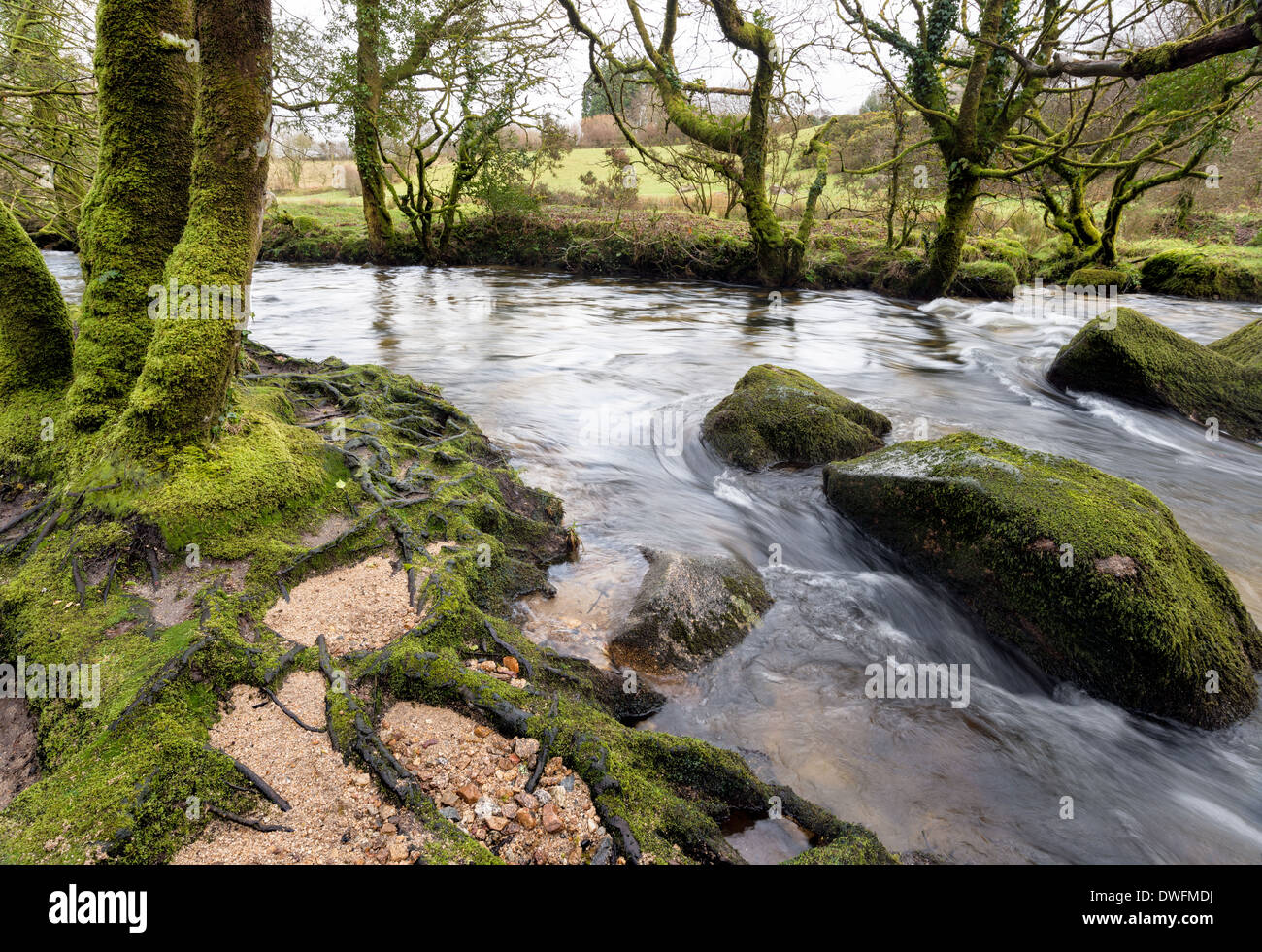 The banks of the River Fowey as it flows through Golitha Falls on the southern edge of Bodmin Moor in Cornwall Stock Photo