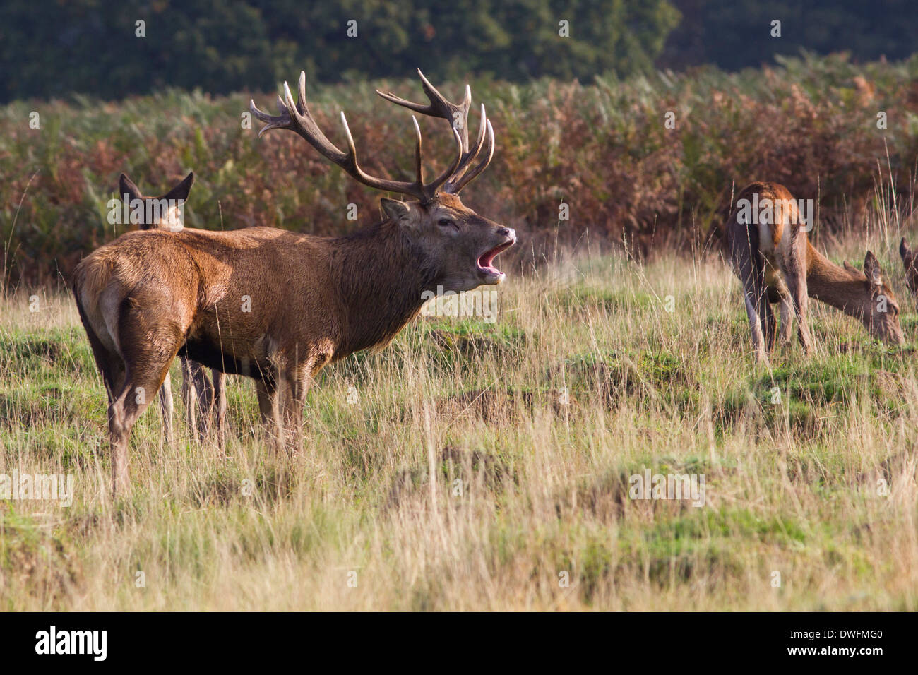 Red Deer during the rut, Richmond Park. October Stock Photo