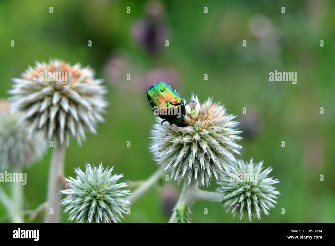 Chrysolina fastuosa . Insect beetle on the prickles Stock Photo