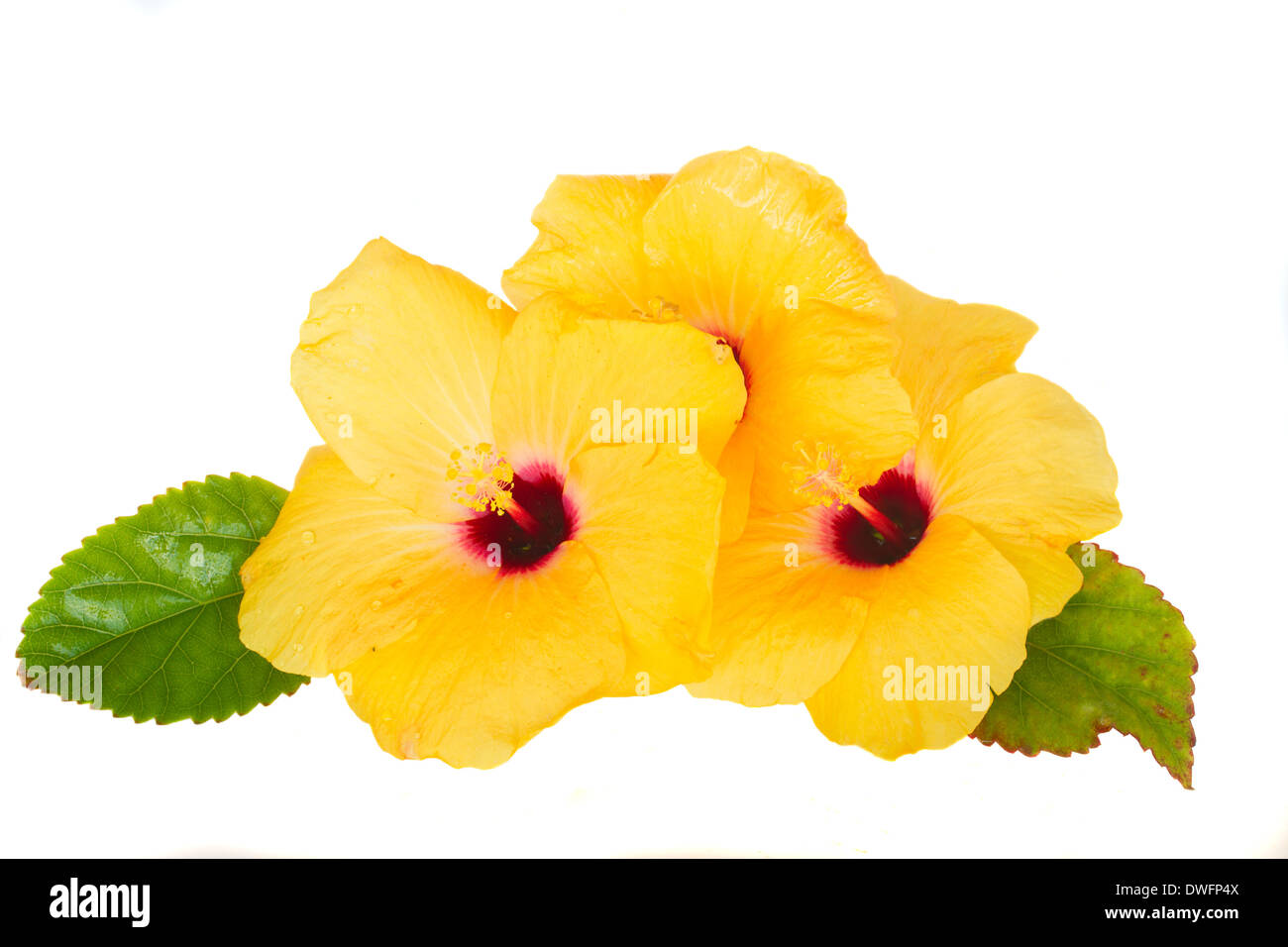 yellow hibiscus flowers Stock Photo Alamy