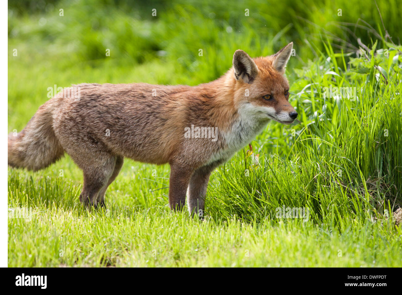 European Red Fox in the UK. May Stock Photo - Alamy