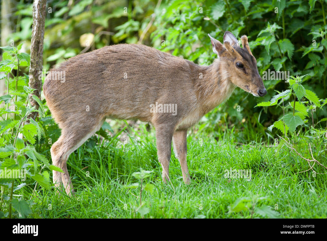 Muntjac Deer in the UK Stock Photo