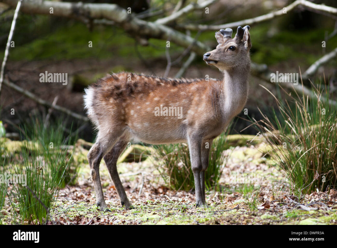 Sika Deer grazing in the woodland of Arne RSPB Nature Reserve, Dorset, UK (cervus nippon), May Stock Photo