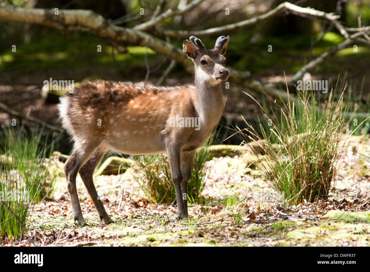 Sika Deer grazing in the woodland of Arne RSPB Nature Reserve, Dorset, UK (cervus nippon), May Stock Photo