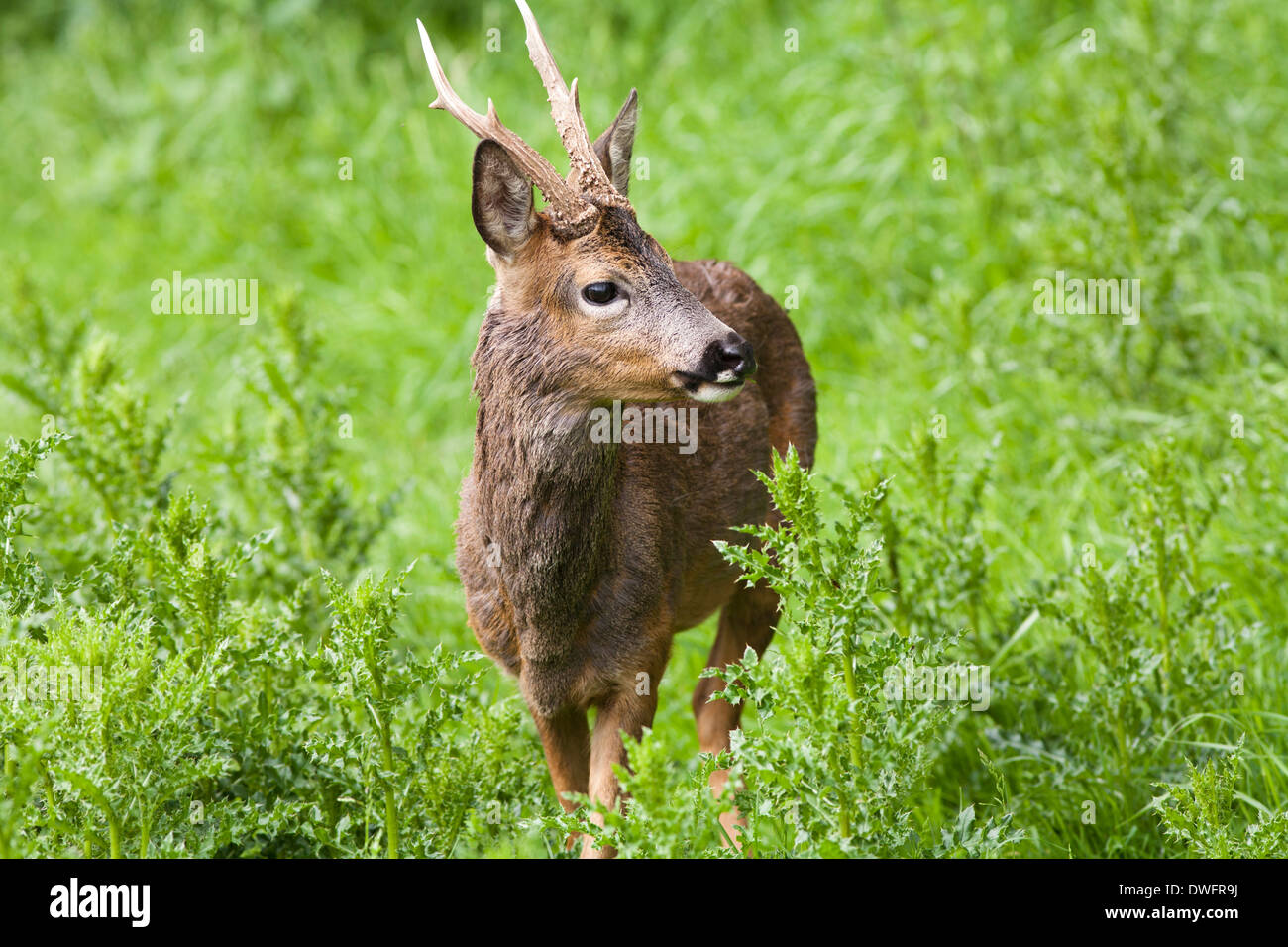 European Roe Deer in the British woodland Stock Photo