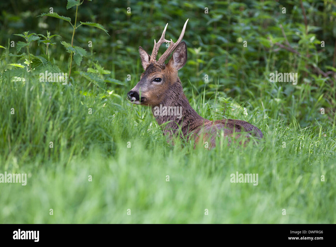 European Roe Deer in the British woodland Stock Photo