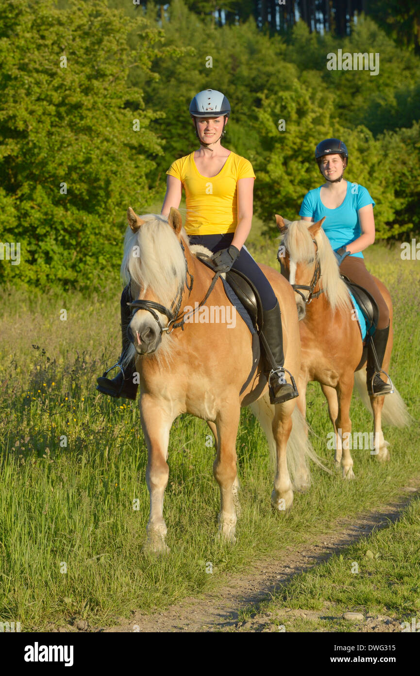 Two rider on back of Haflinger horses riding out Stock Photo Alamy