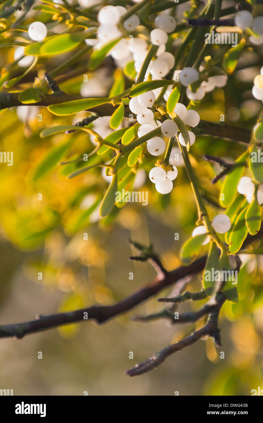 Mistletoe viscum album Stock Photo