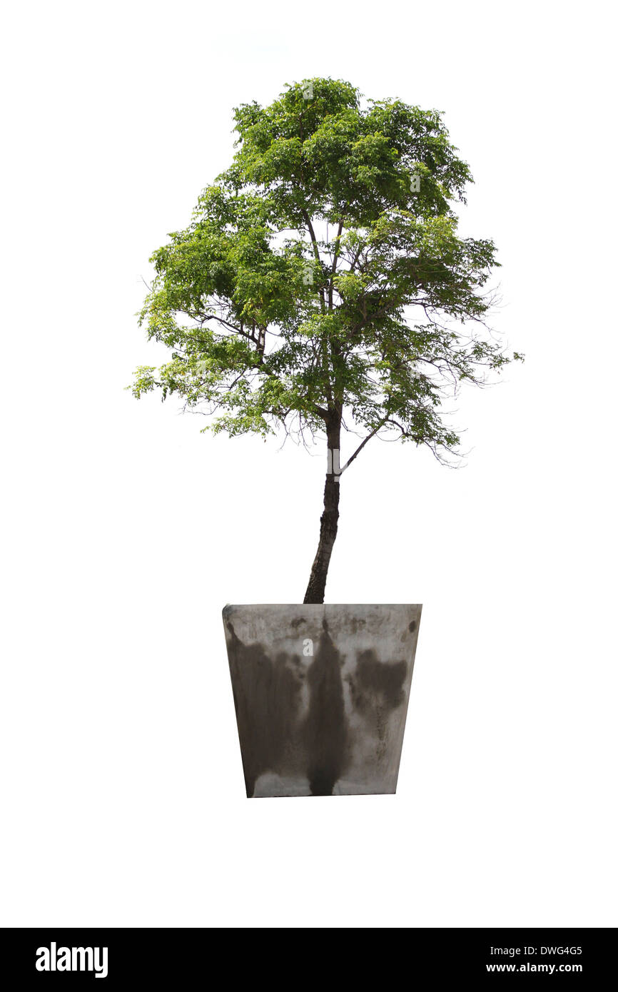 In garden on tree Cut Out Stock Images & Pictures - Alamy