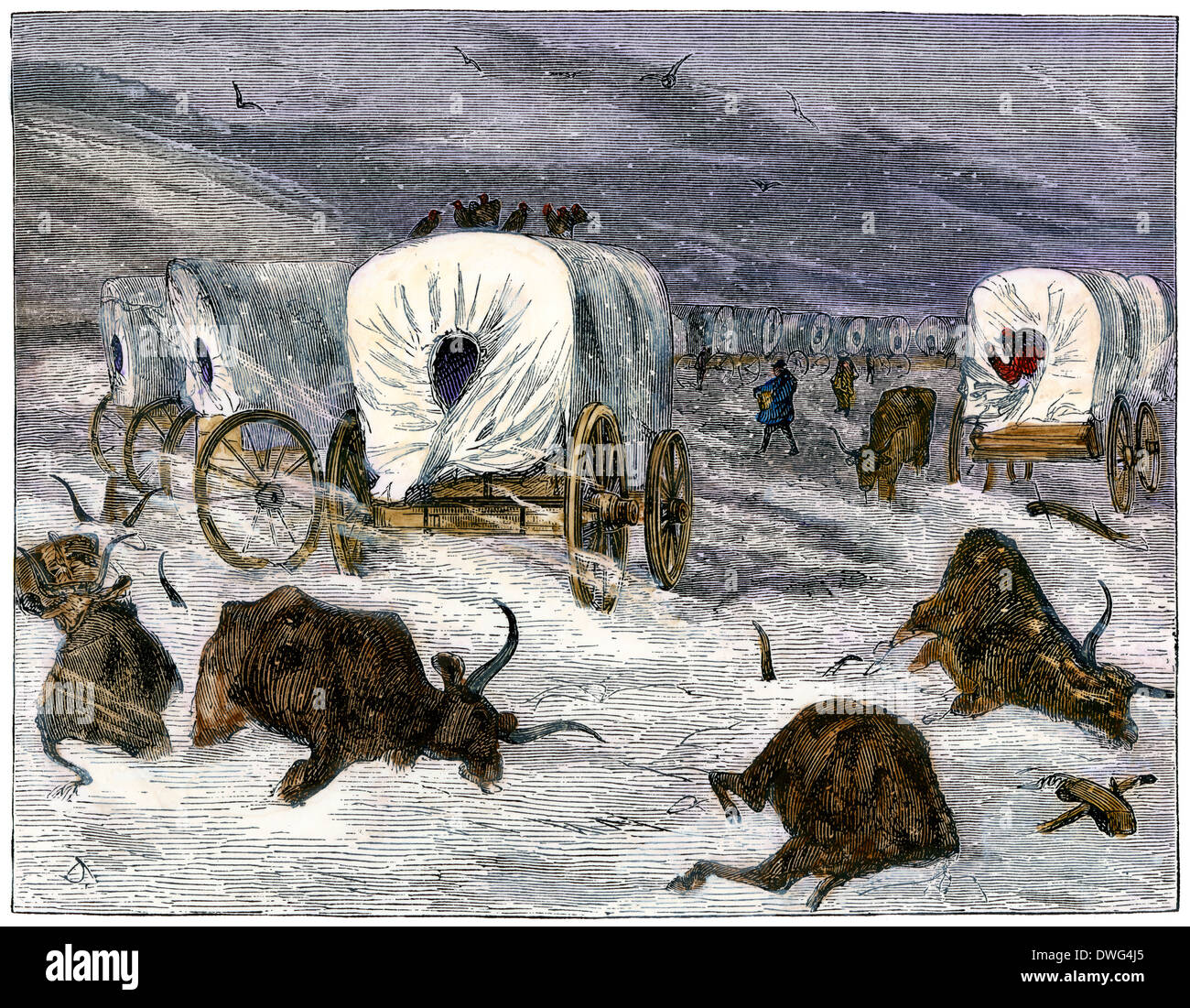 Wagon train's oxen freezing in an early blizzard on the Great Plains. Hand-colored woodcut Stock Photo