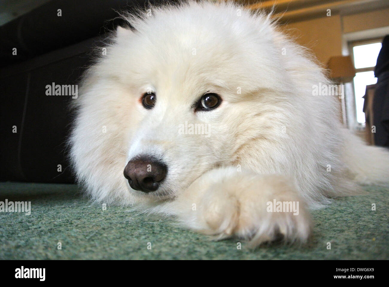 Samoyed Golden Retriever Mix
