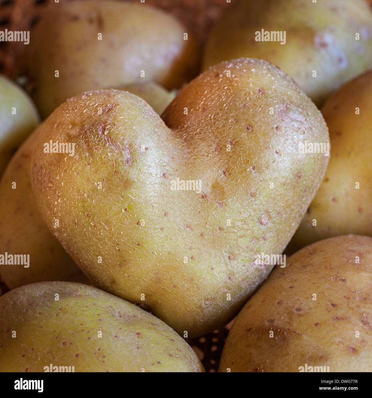 Heart-shaped potato on heap of potatoes Stock Photo